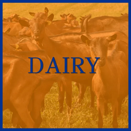 Dairy Goats in field behind orange overlay. Links to Dairy Breeders in breeder directory.