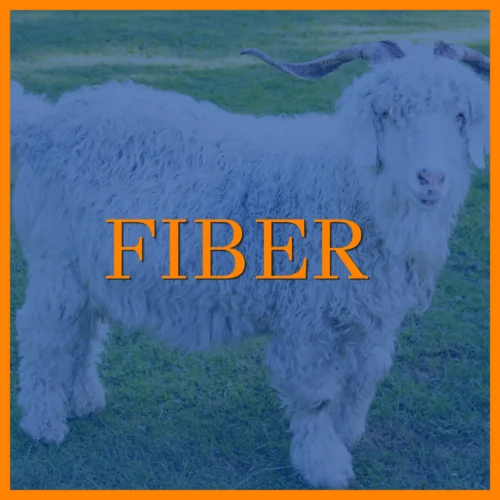 Fiber Goat in field behind blue overlay. Links to Dairy Breeders in breeder directory.