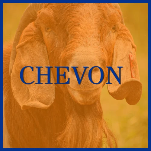 Boer Goat in field behind orange overlay. Links to Chevon Breeders in breeder directory.